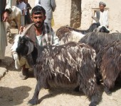Wool From Afghan Goat